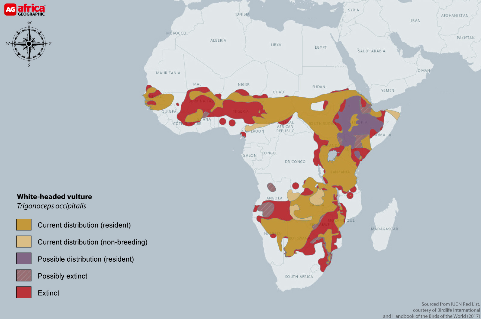 Distribution map of white-headed vulture