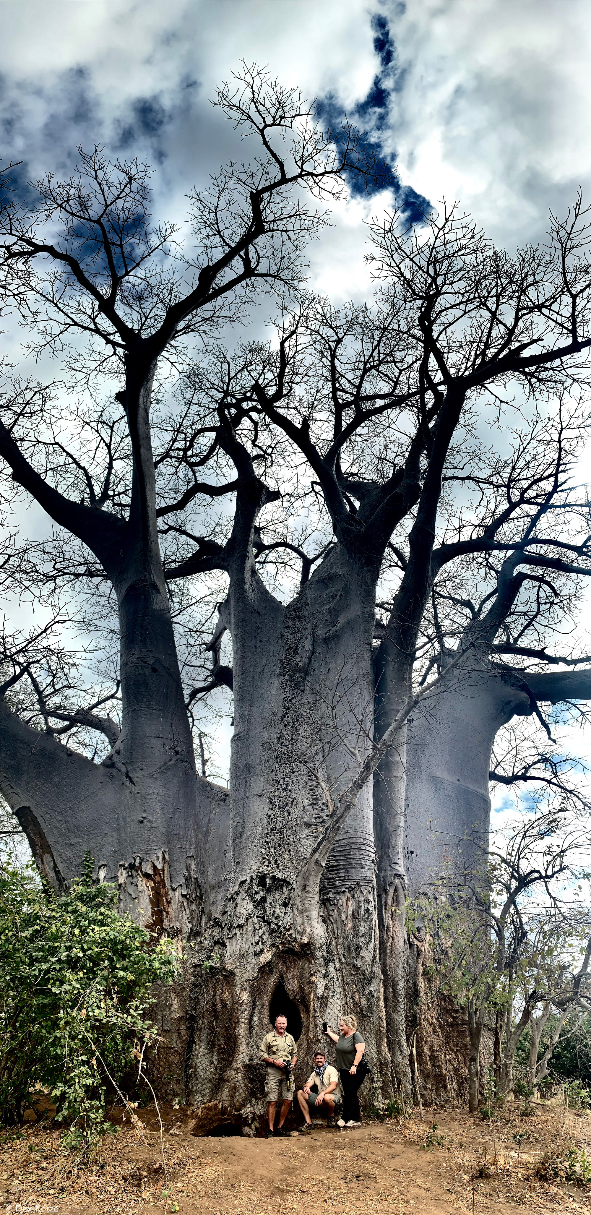 Shadreck’s Office, baobab tree