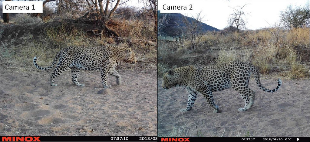 Camera trap images showing two leopards, leopard census in Namibia