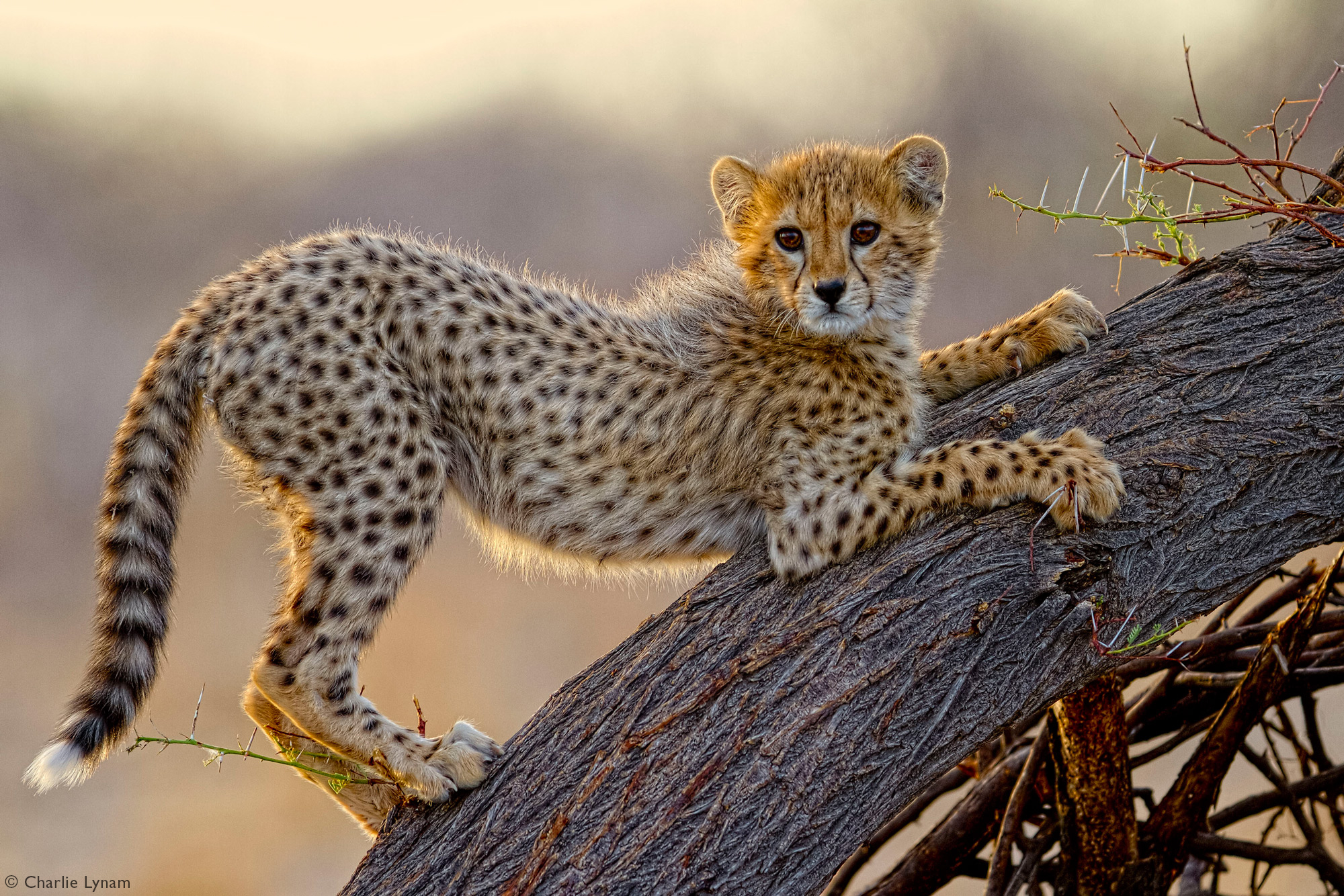 Cheetah cub playing on tree in Etosha National Park, Namibia