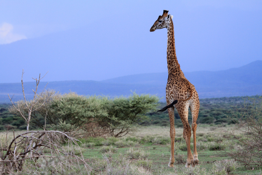 Giraffe at Monduli Juu in Tanzania