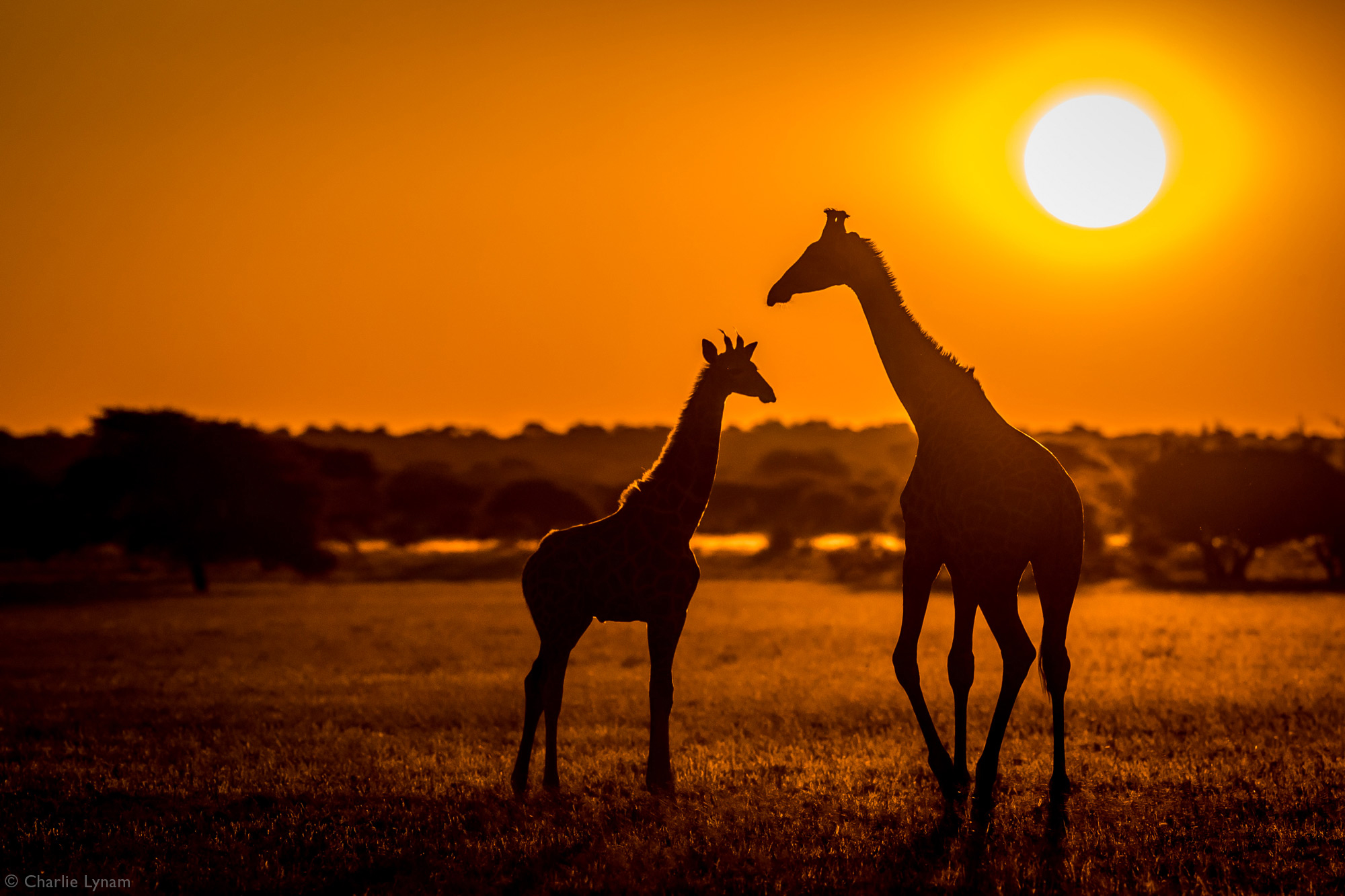 Two giraffes at sunset in Central Kalahari Game Reserve, Botswana