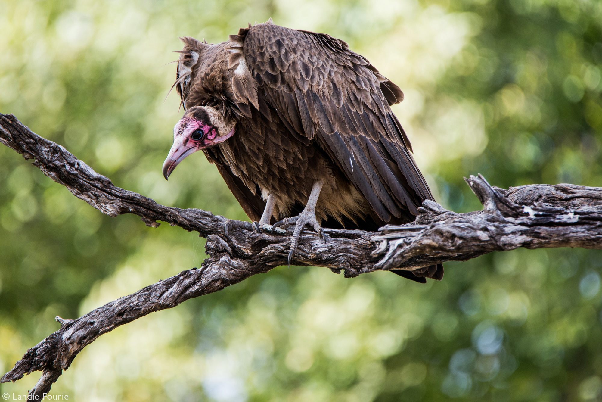 A hooded vulture looks down at a carcass from a high vantage point, Kruger National Park