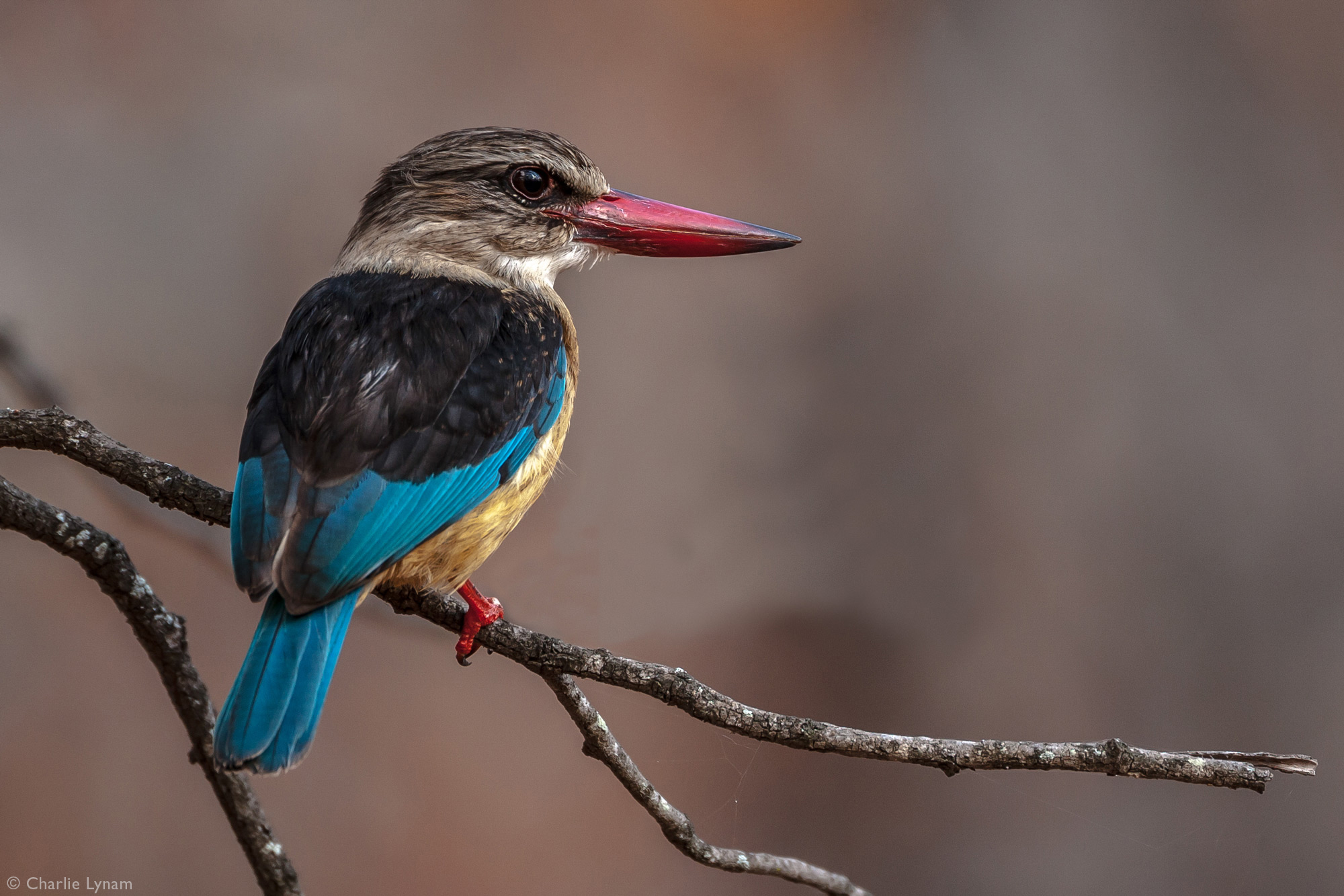 Brown-hooded kingfisher in Ingwelala Game Reserve, South Africa