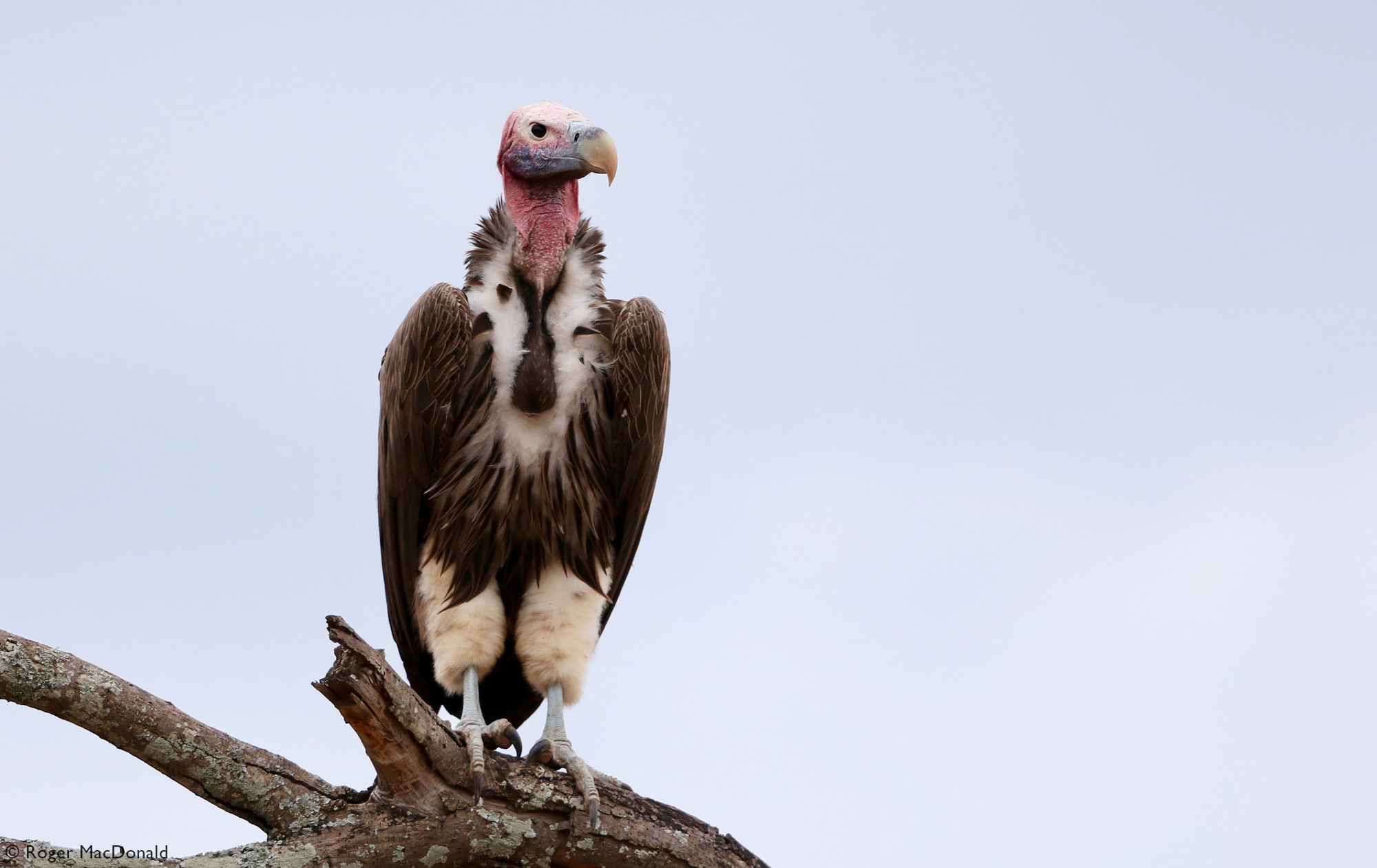 Lappet-faced vulture sitting on dead tree branch