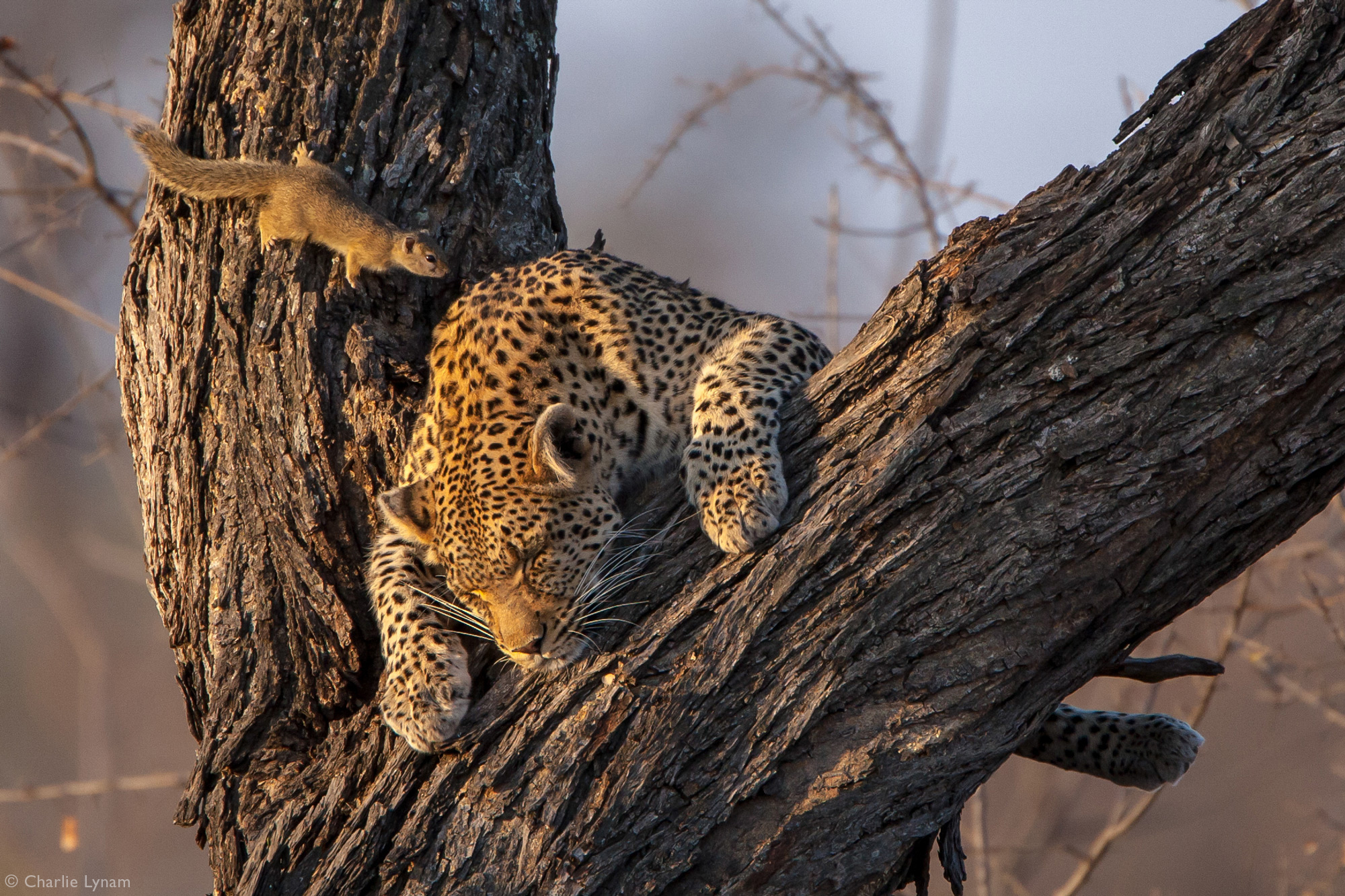 Tree squirrel approaching sleeping leopard in tree