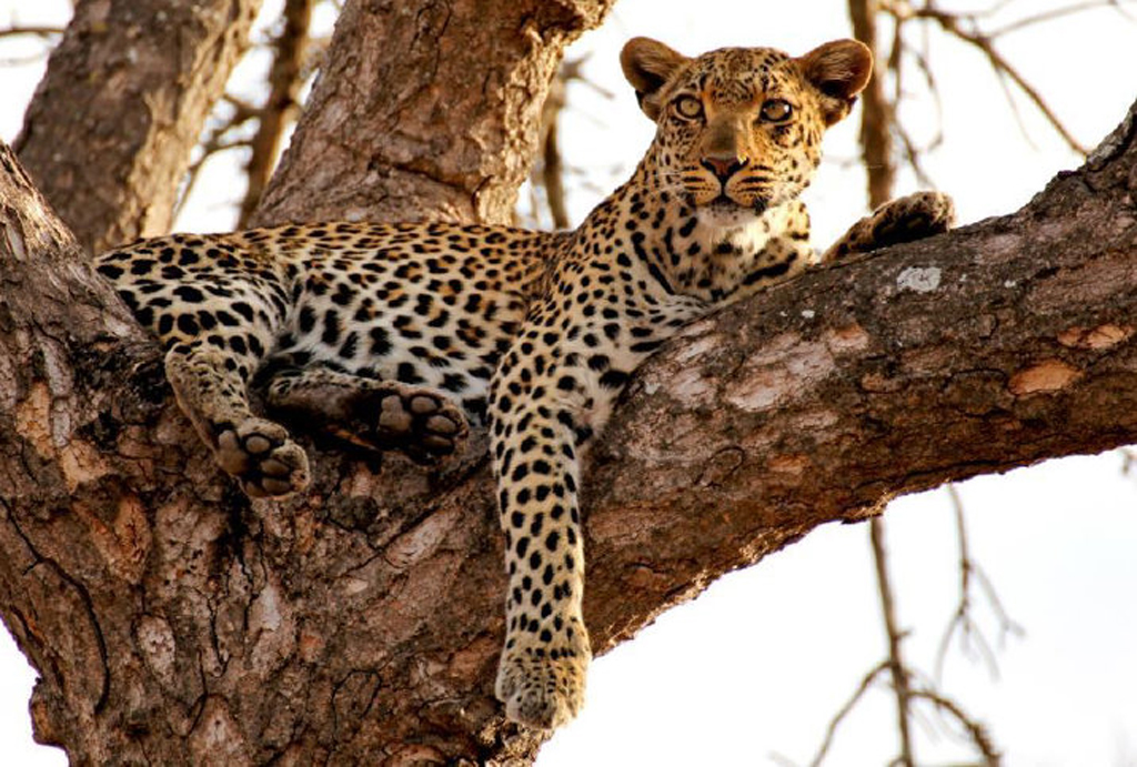 Leopard sitting in a tree, leopard census in Namibia