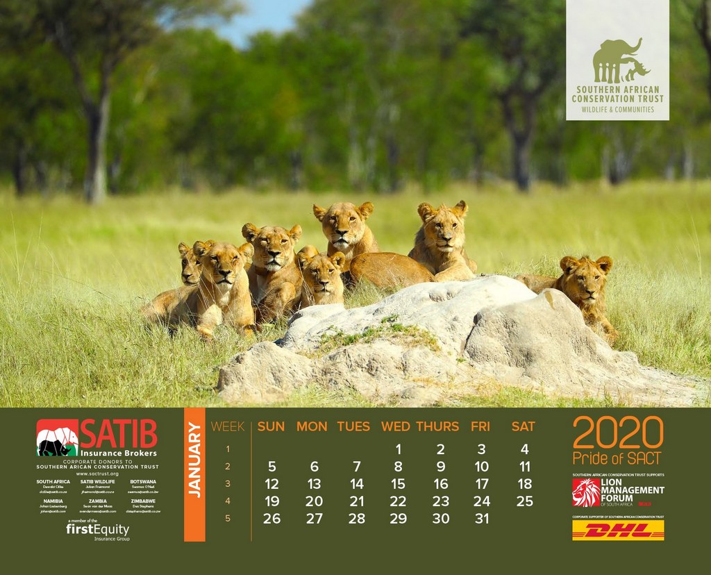 lion calendarinsidecSouthern African Conservation Trust Africa