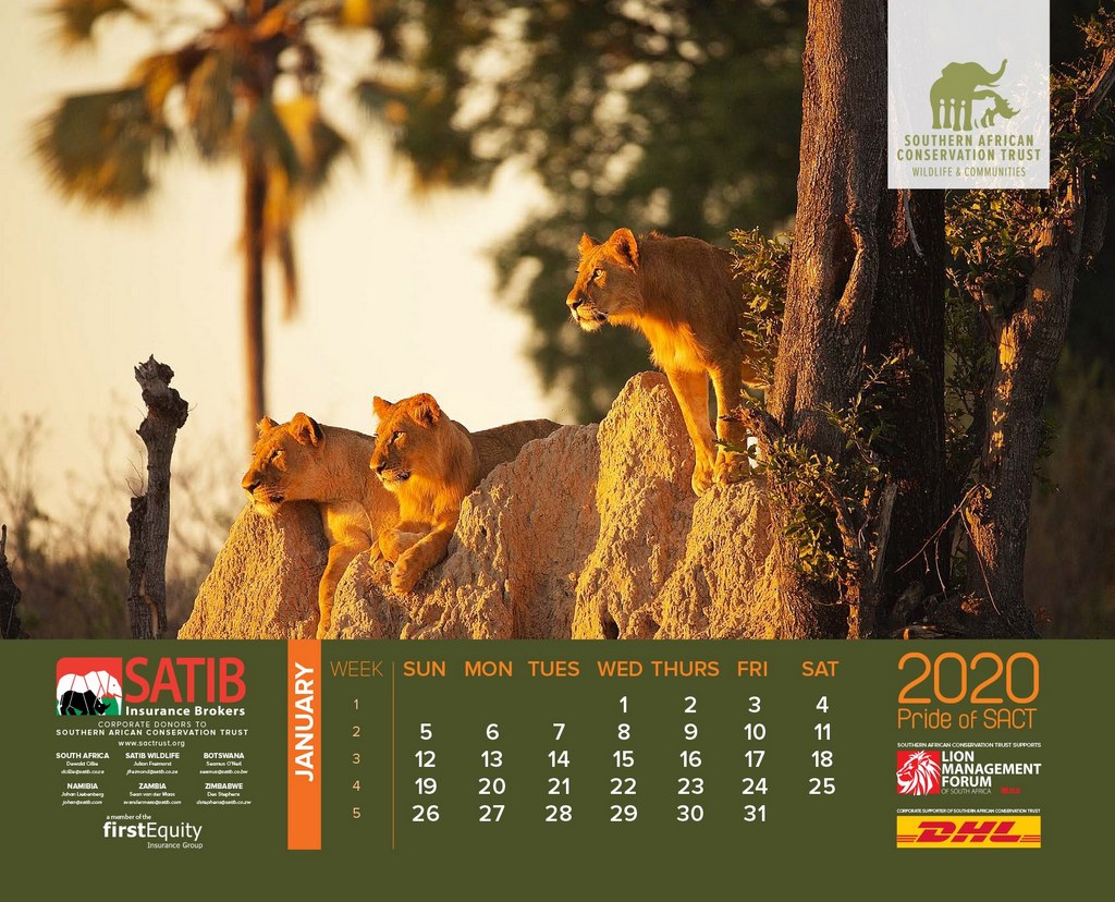 lion calendarinside2Southern African Conservation Trust Africa