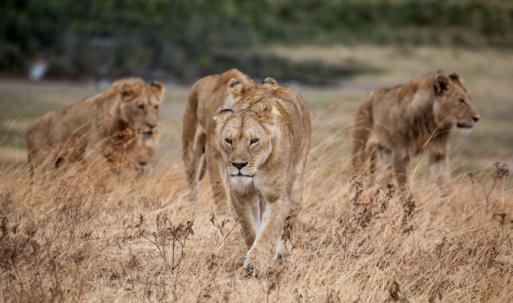 Lionesses and lions walking in the wild