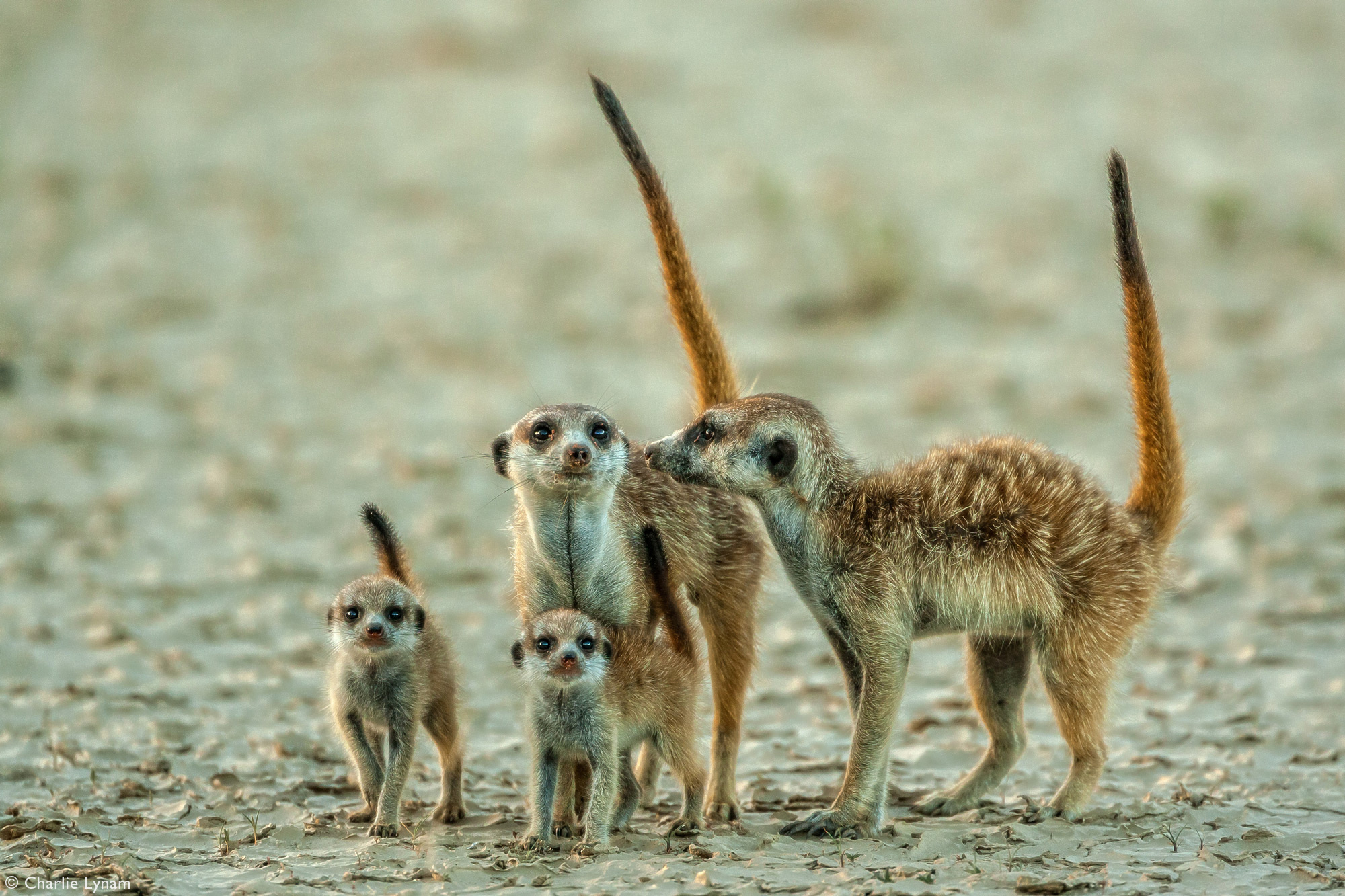 Meerkat adults with two babies