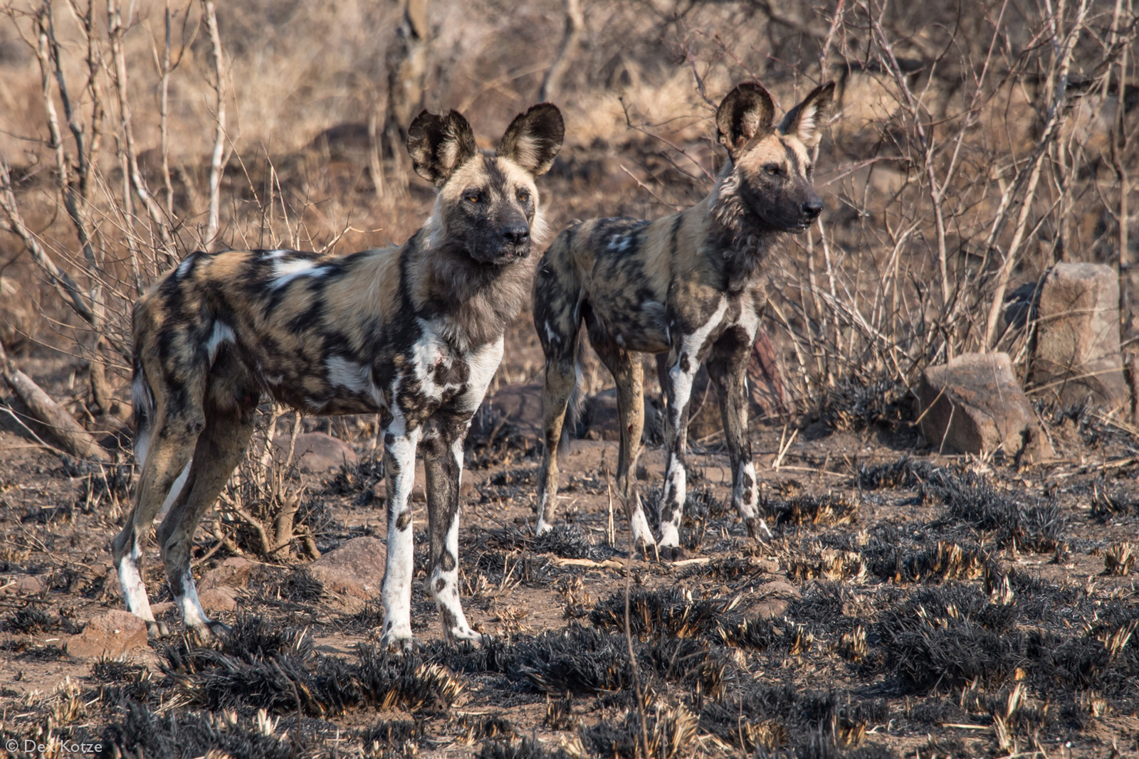 African wild dogs, or painted wolves