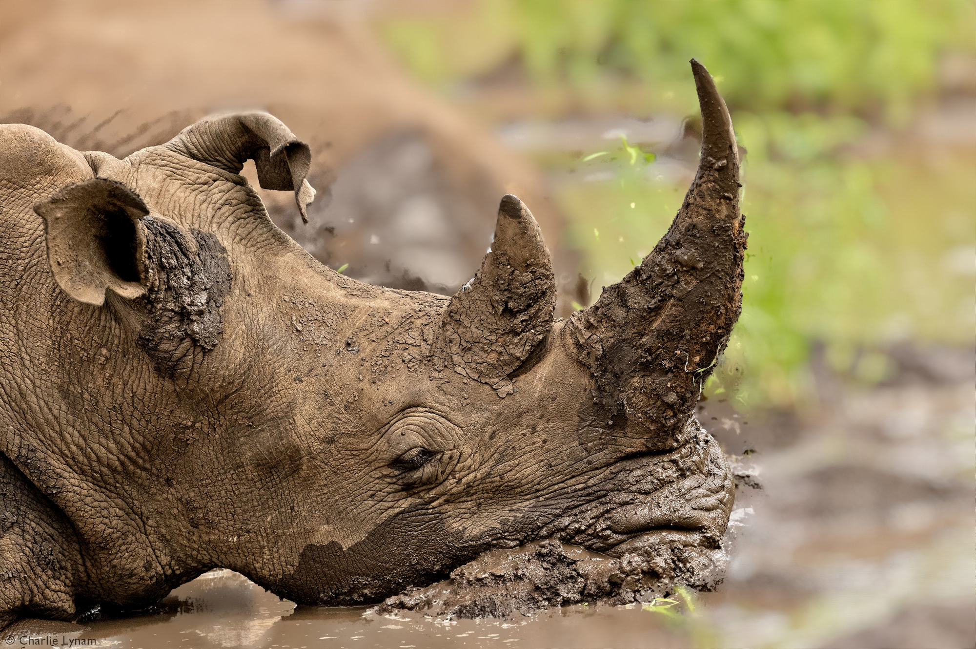 White rhino resting in the mud