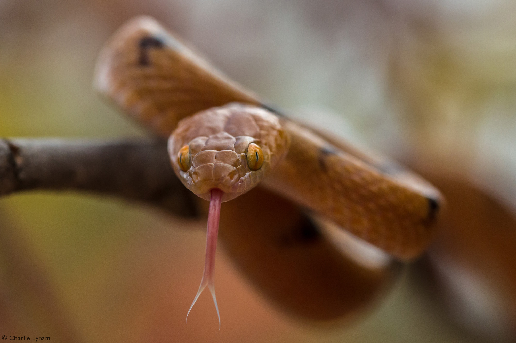 Up close of a tiger snake