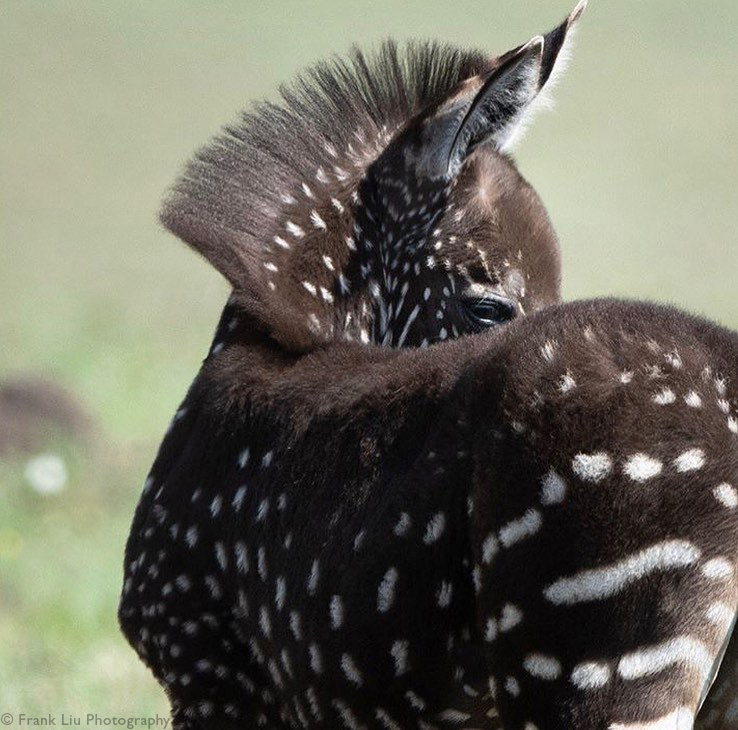 Zebra foal with pseudo-melanistic colouring in Maasai Mara in Kenya