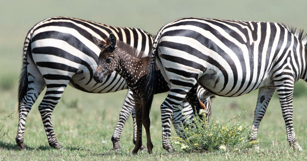 spotted zebra