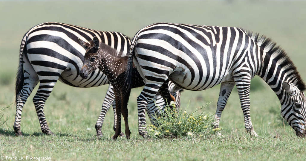 Zebra foal with pseudo-melanistic colouring in Maasai Mara in Kenya