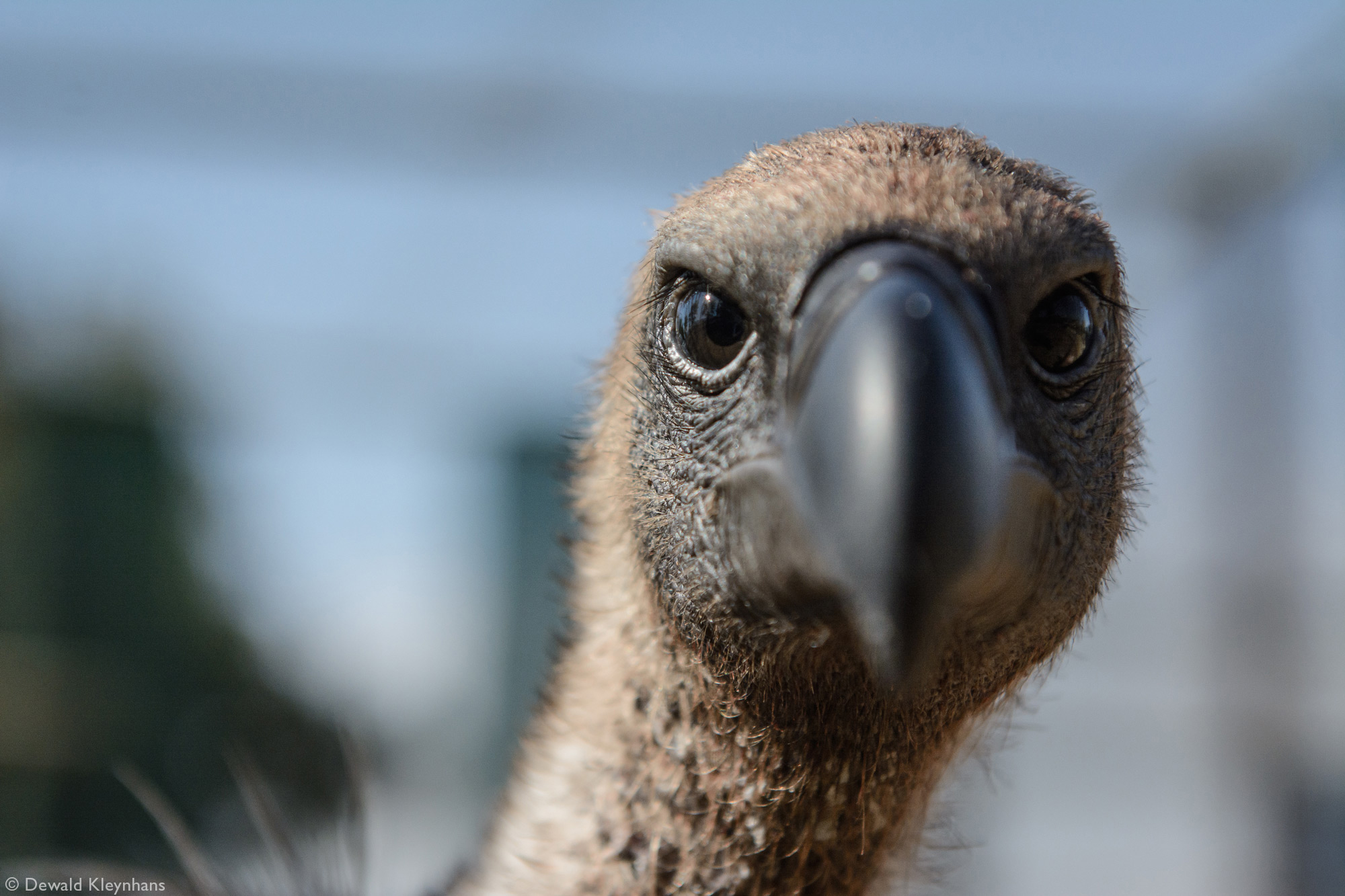 Close up of a vulture's face