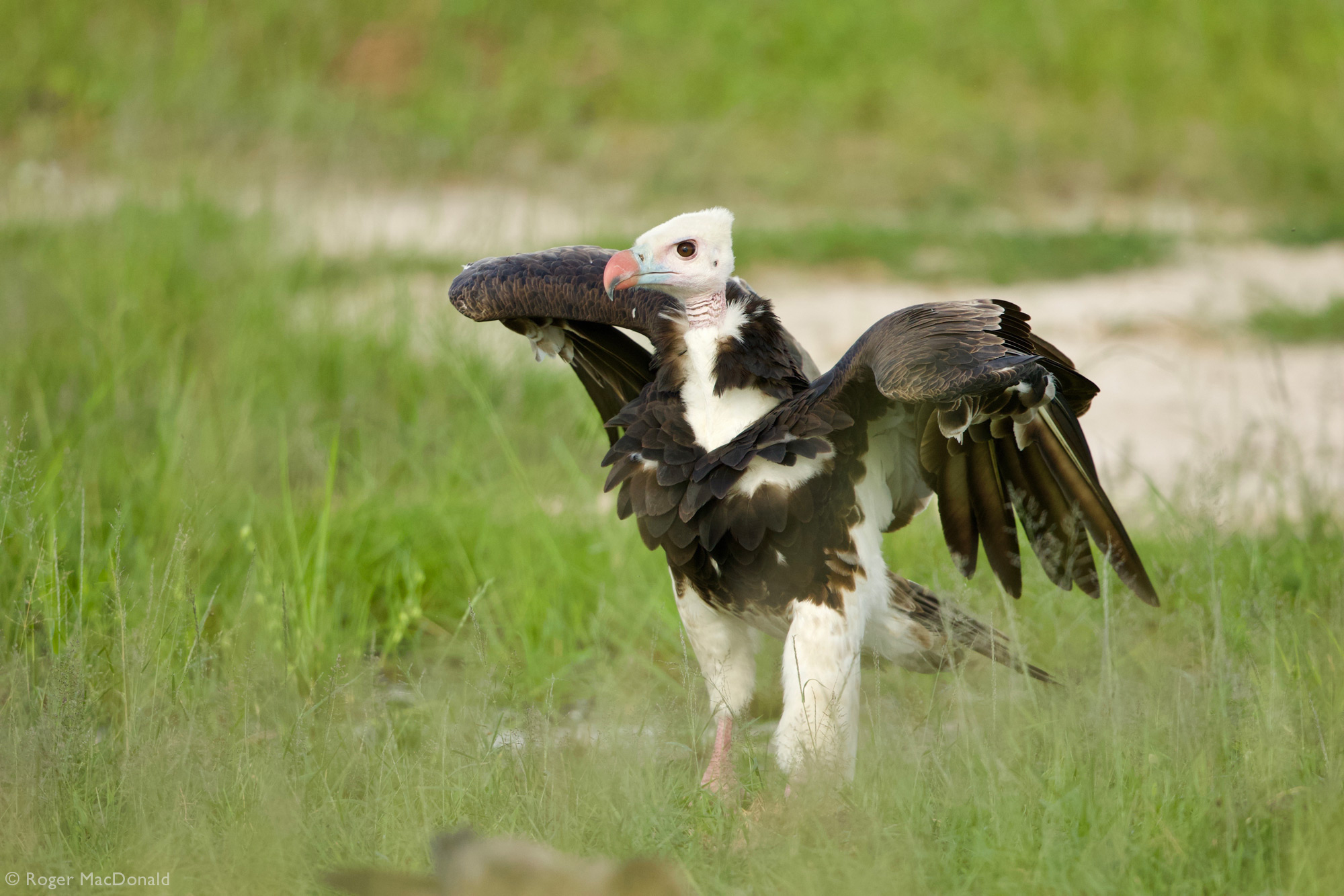 A white-headed vulture on the ground