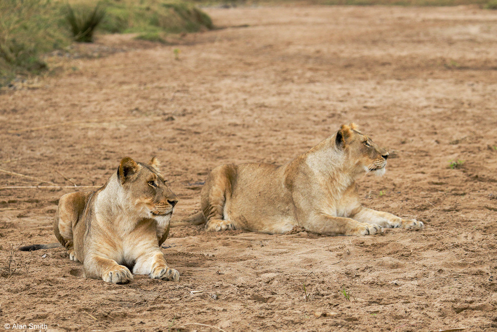 Two lionesses sitting in dry riverbank, Zimanga, KwaZulu-Natal, South Africa