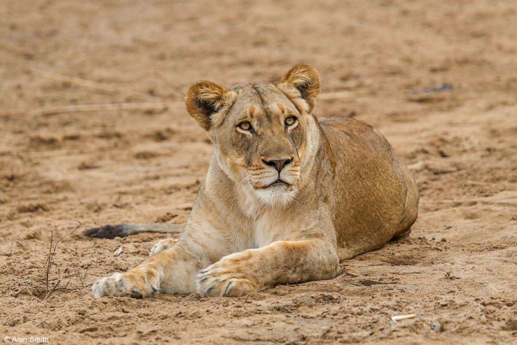 Lioness, Zimanga, KwaZulu-Natal, South Africa