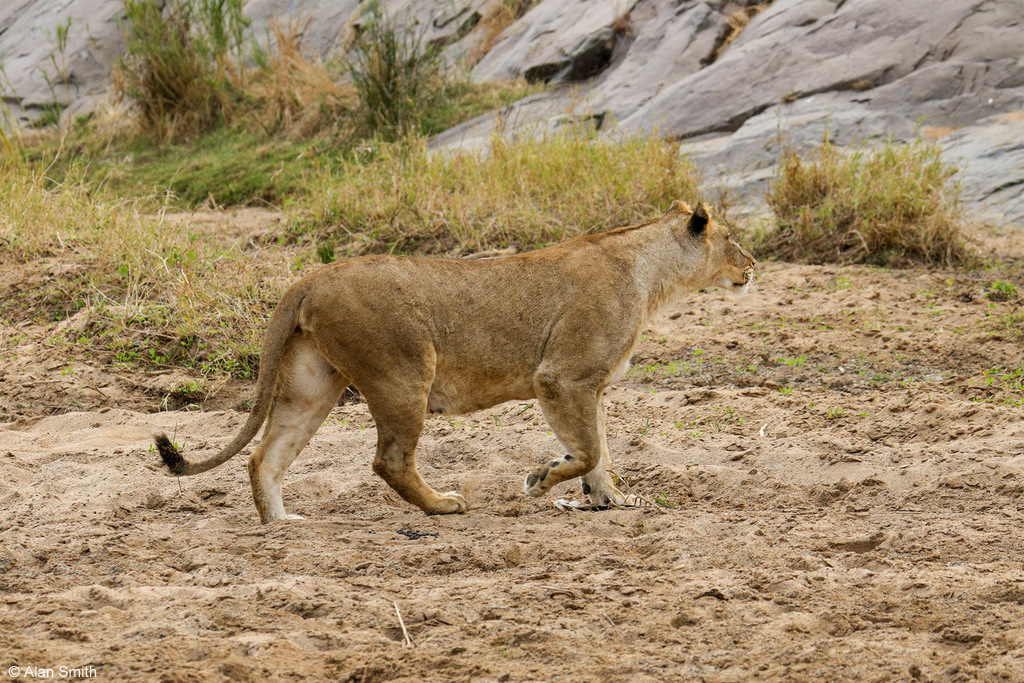 Lionesses approaching cliff, Zimanga, KwaZulu-Natal, South Africa