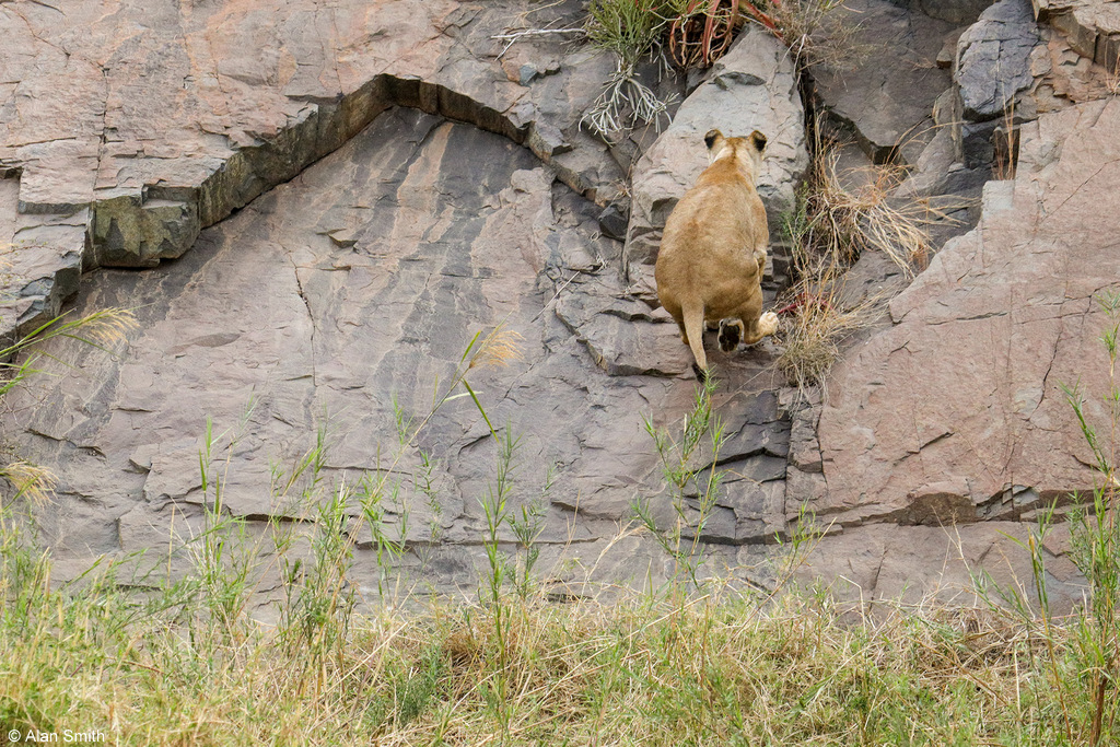 Lioness jumping onto cliff face, Zimanga, KwaZulu-Natal, South Africa