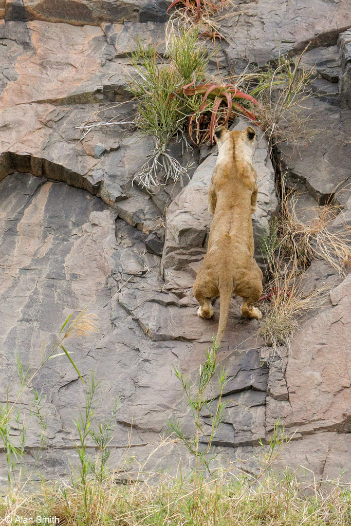 Lioness climbing cliff, Zimanga, KwaZulu-Natal, South Africa