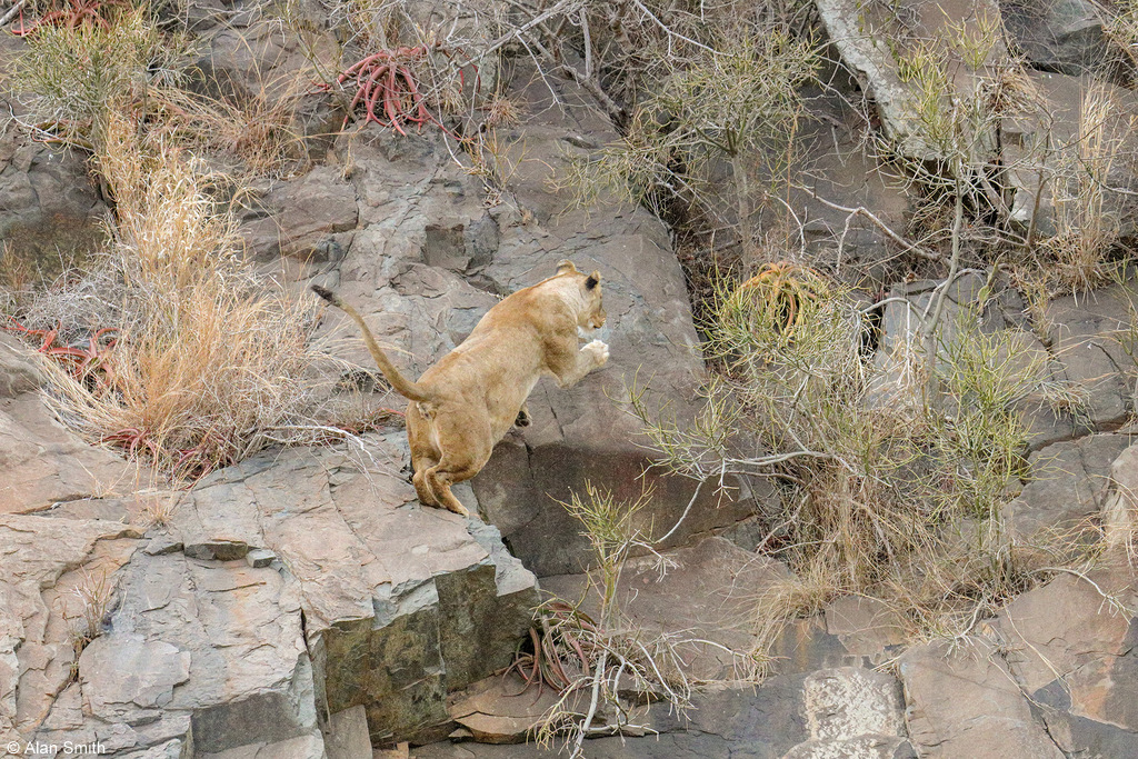 Lioness scaling cliff face, Zimanga, KwaZulu-Natal, South Africa