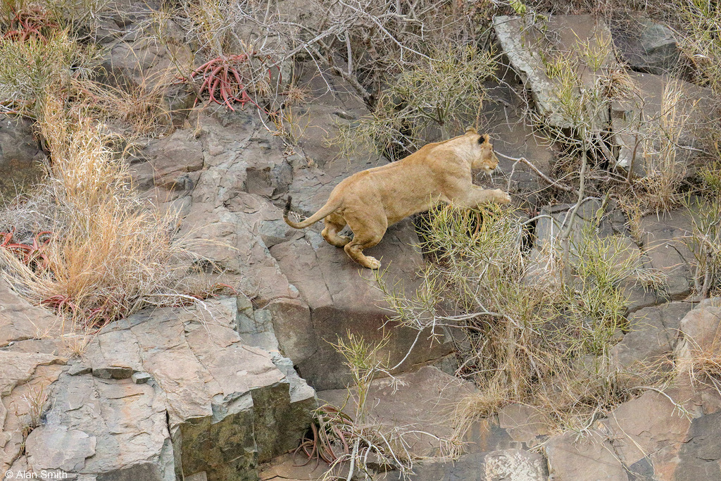 Cliff climbing lions 7 Africa Geographic