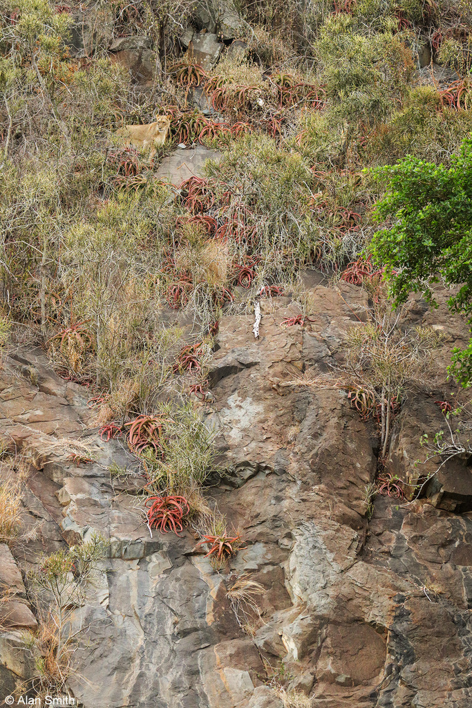 Lioness on cliff face, Zimanga, KwaZulu-Natal, South Africa