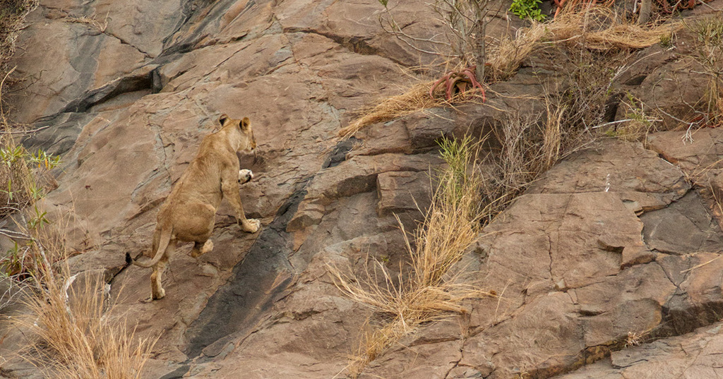 Cliff climbing lions 9 Africa Geographic