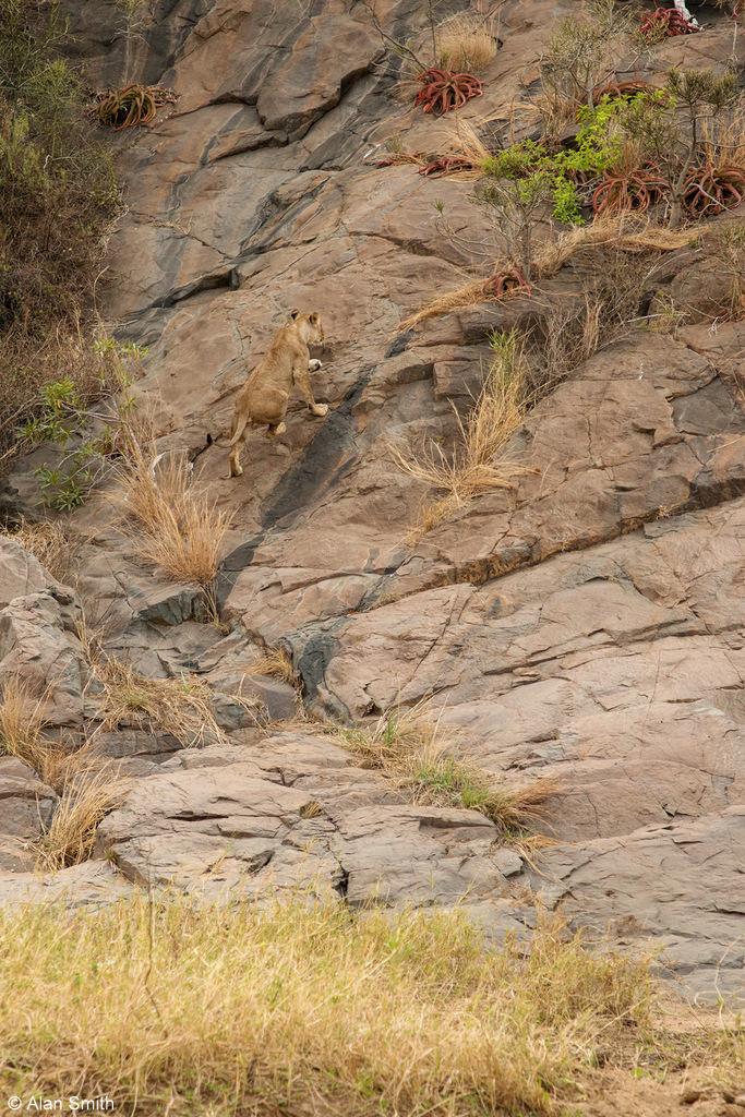 Second lioness climbing cliff face, Zimanga, KwaZulu-Natal, South Africa