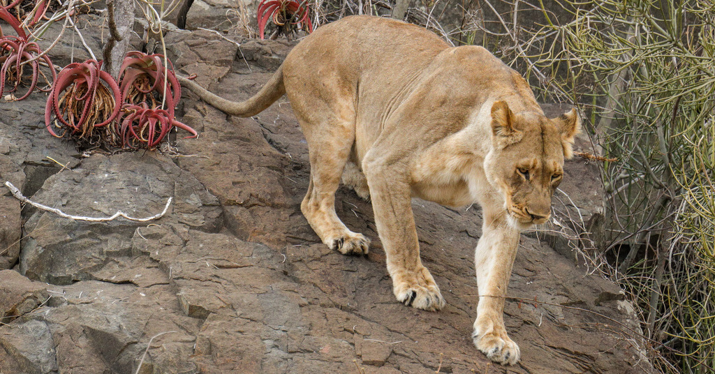 Cliff climbing lions 10 Africa Geographic