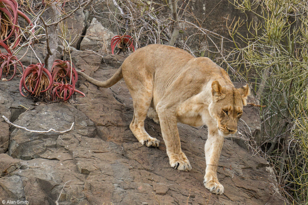 Lioness climbing on a cliff face, Zimanga, KwaZulu-Natal, South Africa