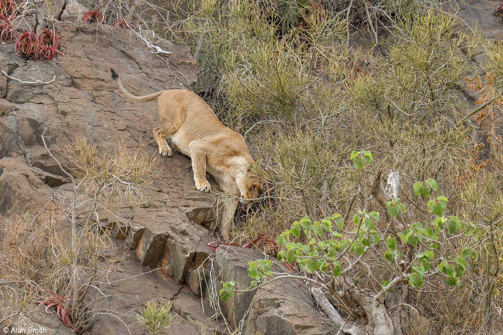 Lioness trying to make her way through cliff face, Zimanga, KwaZulu-Natal, South Africa