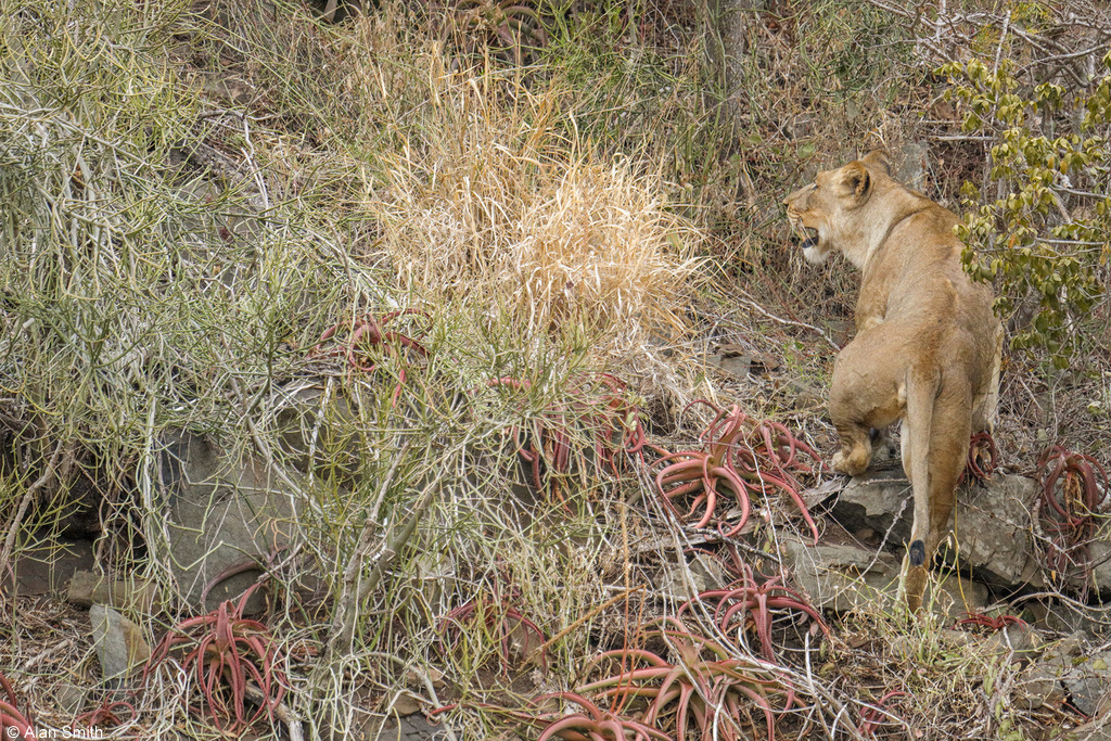 Lioness on cliff face, Zimanga, KwaZulu-Natal, South Africa