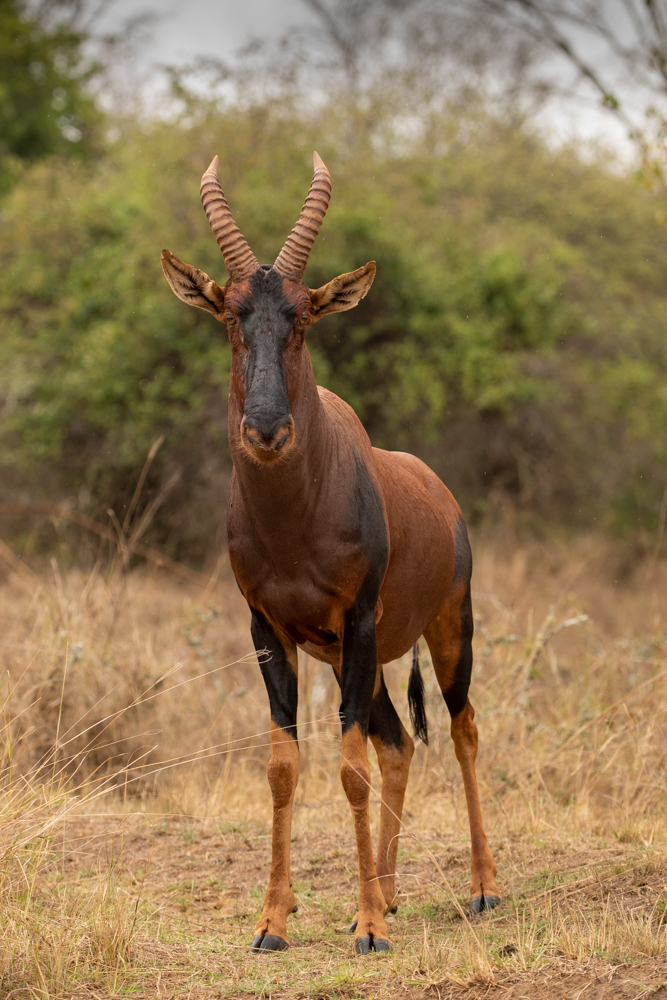 Topi in Akagera National Park, Rwanda