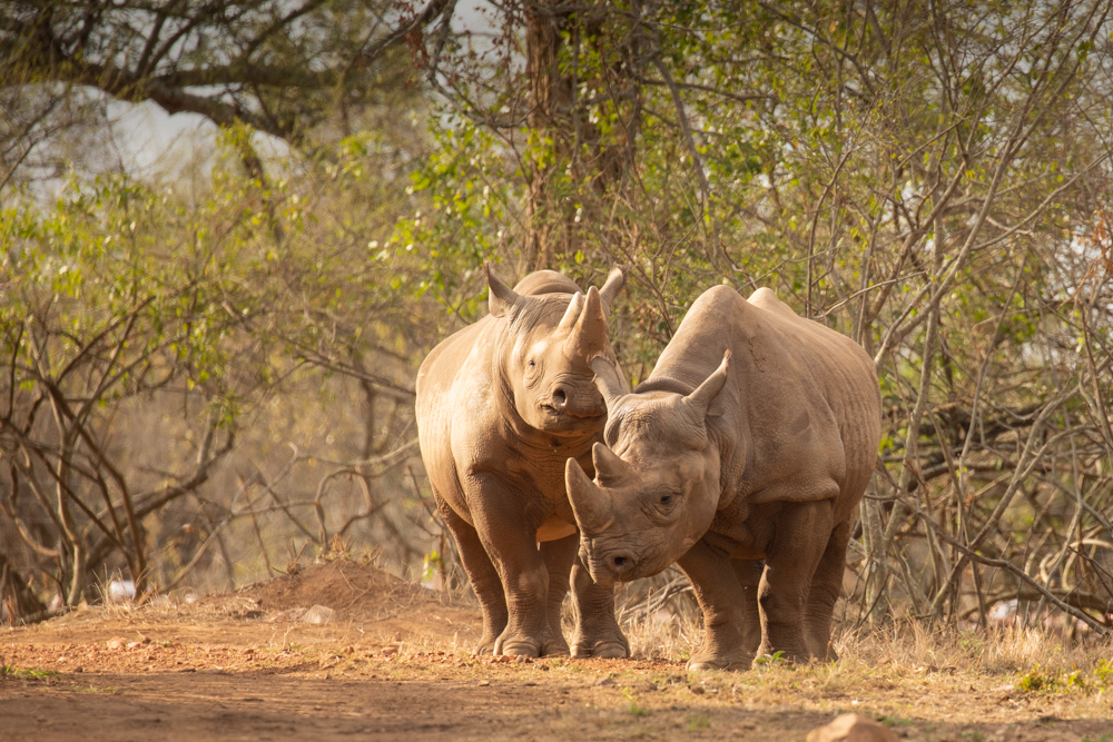 Two black rhinos in Akagera National Park, Rwanda