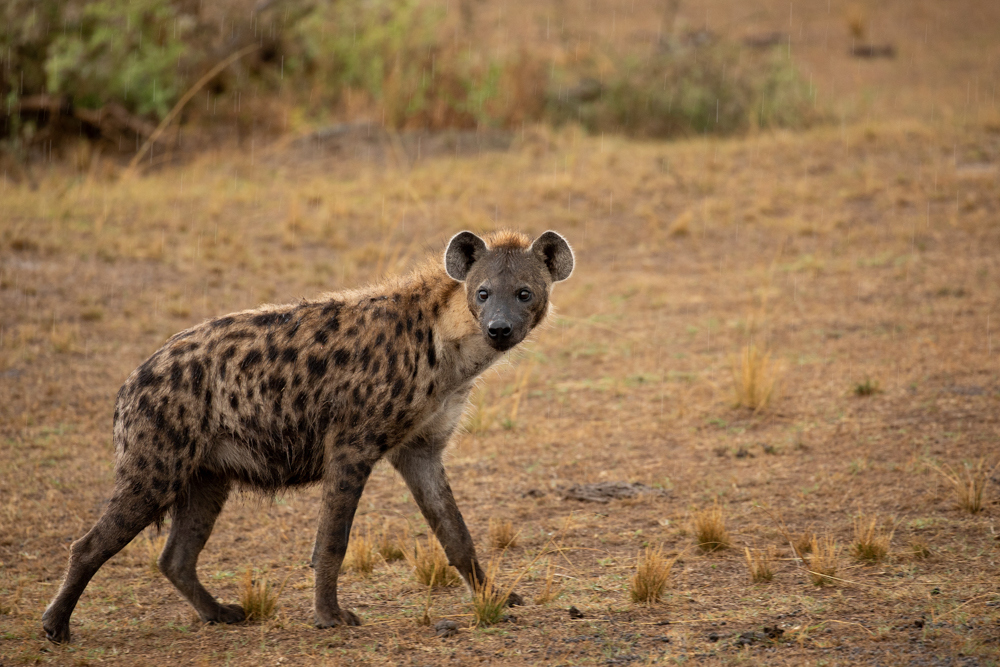 Spotted hyena in Akagera National Park, Rwanda