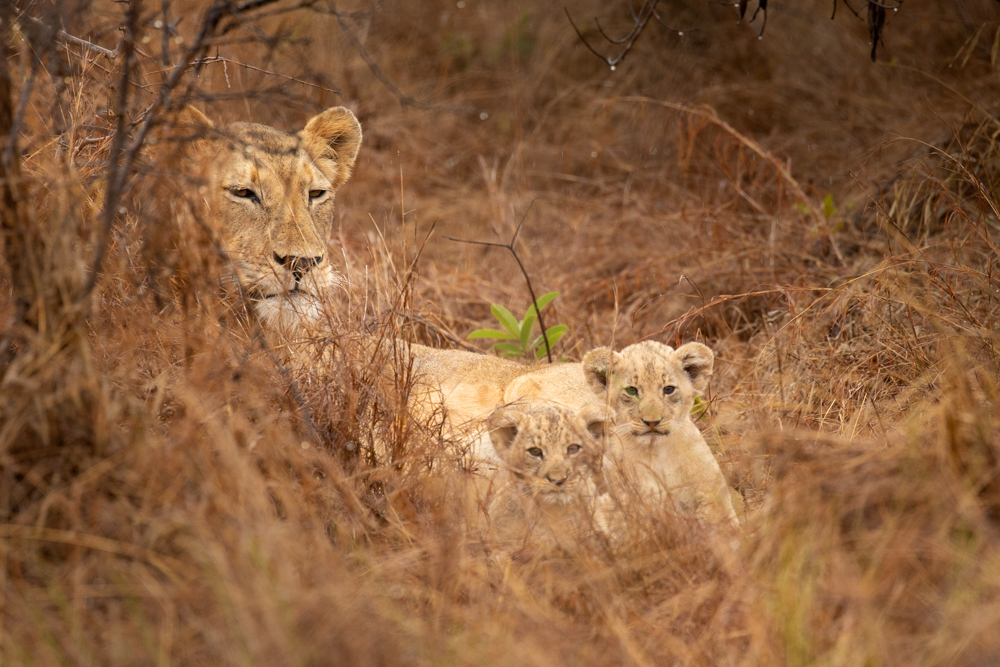 Bloodthirsty lions maul tiger in front of crying kids as safari turns  deadly - Daily Star