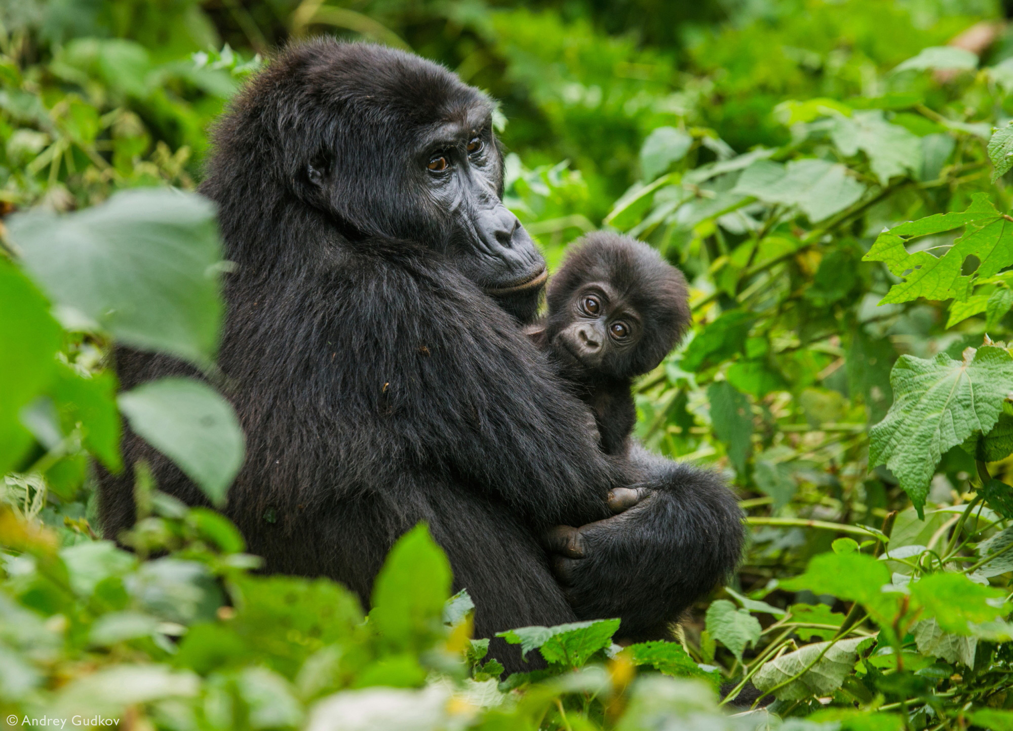A mother mountain gorilla with her baby in Bwindi Impenetrable National Park, Uganda © Andrey Gudkov