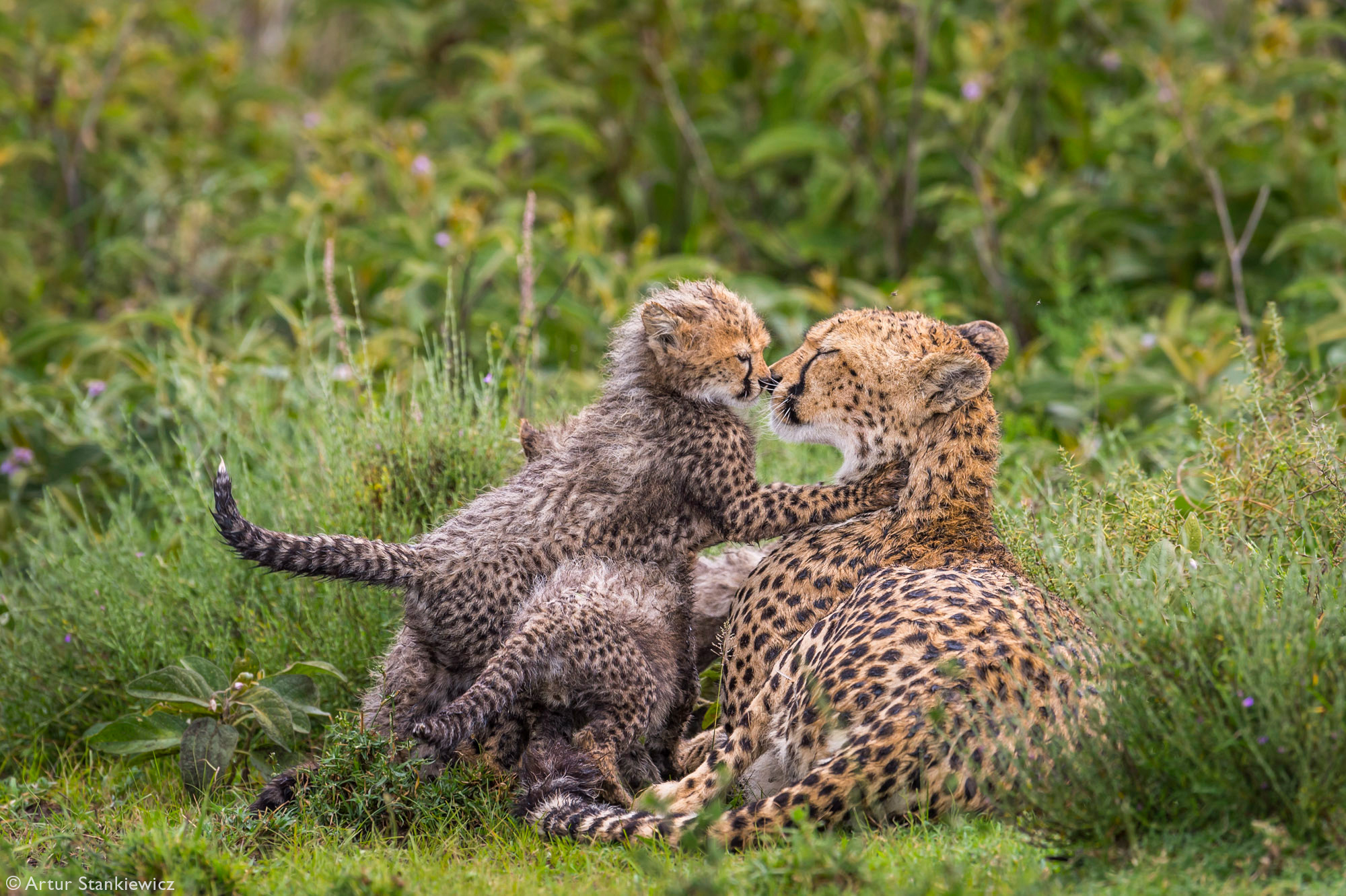 A cheetah mother with her cubs after heavy rains in Lake Ndutu, Ngorongoro Conservation Area, Tanzania