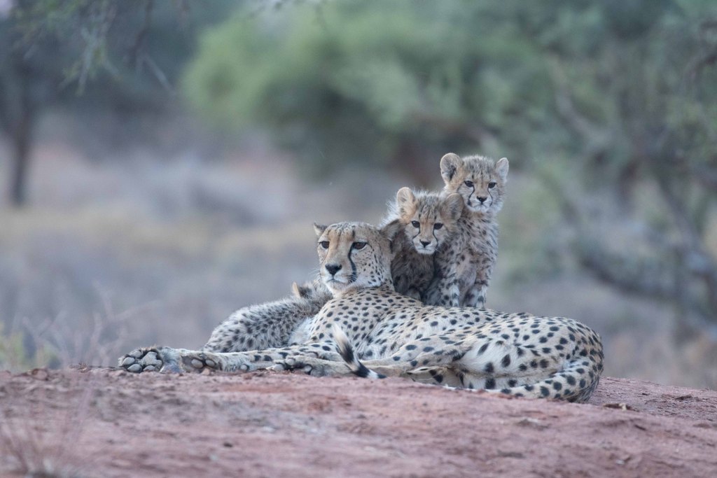 Cheetah Cubs In The Kalahari African Safari Company 4224