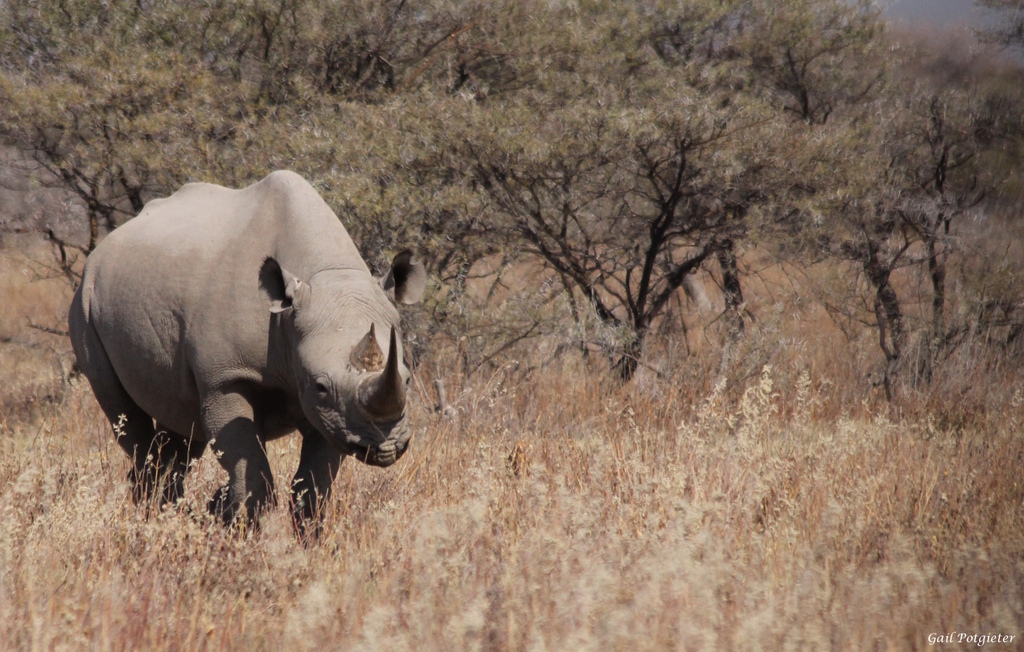 Black rhino in Namibia