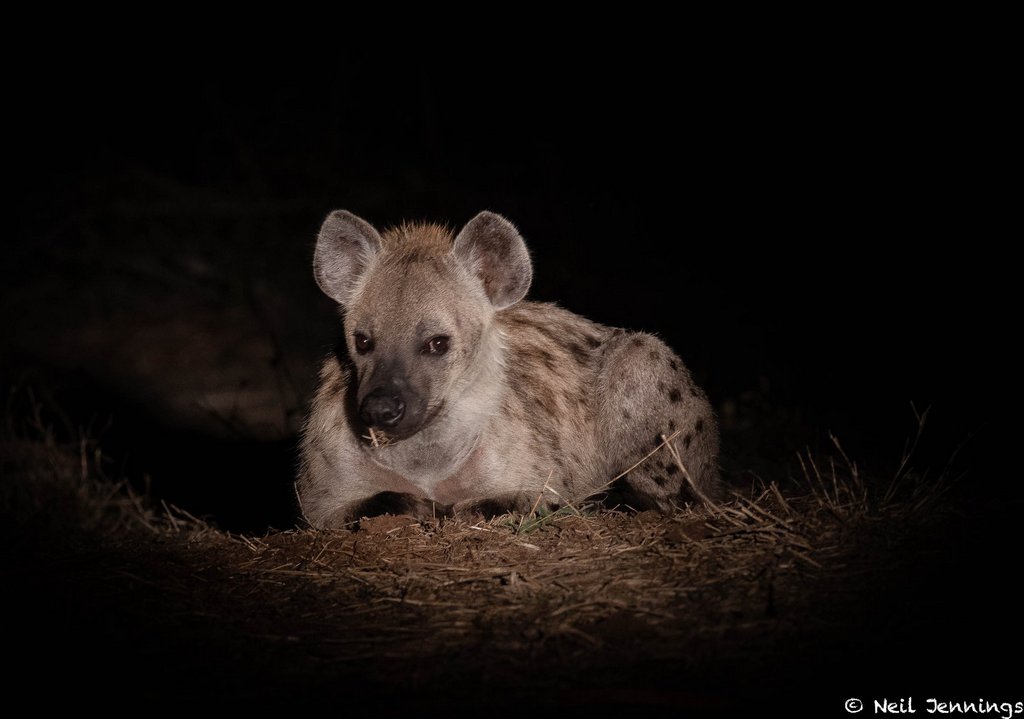 Spotted hyena at night
