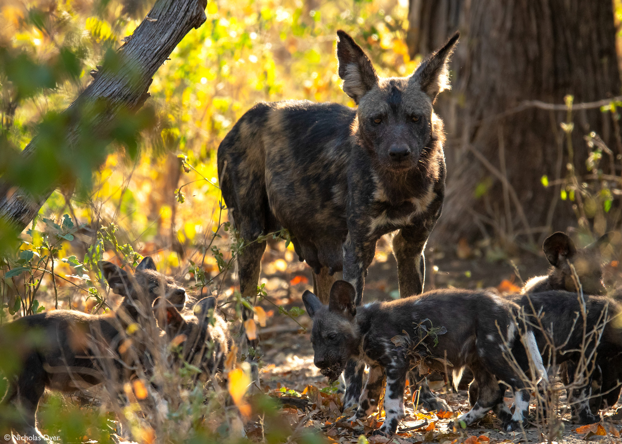 African wild dog, painted wolf, Blacktip with puppies in Mana Pools National Park, Zimbabwe