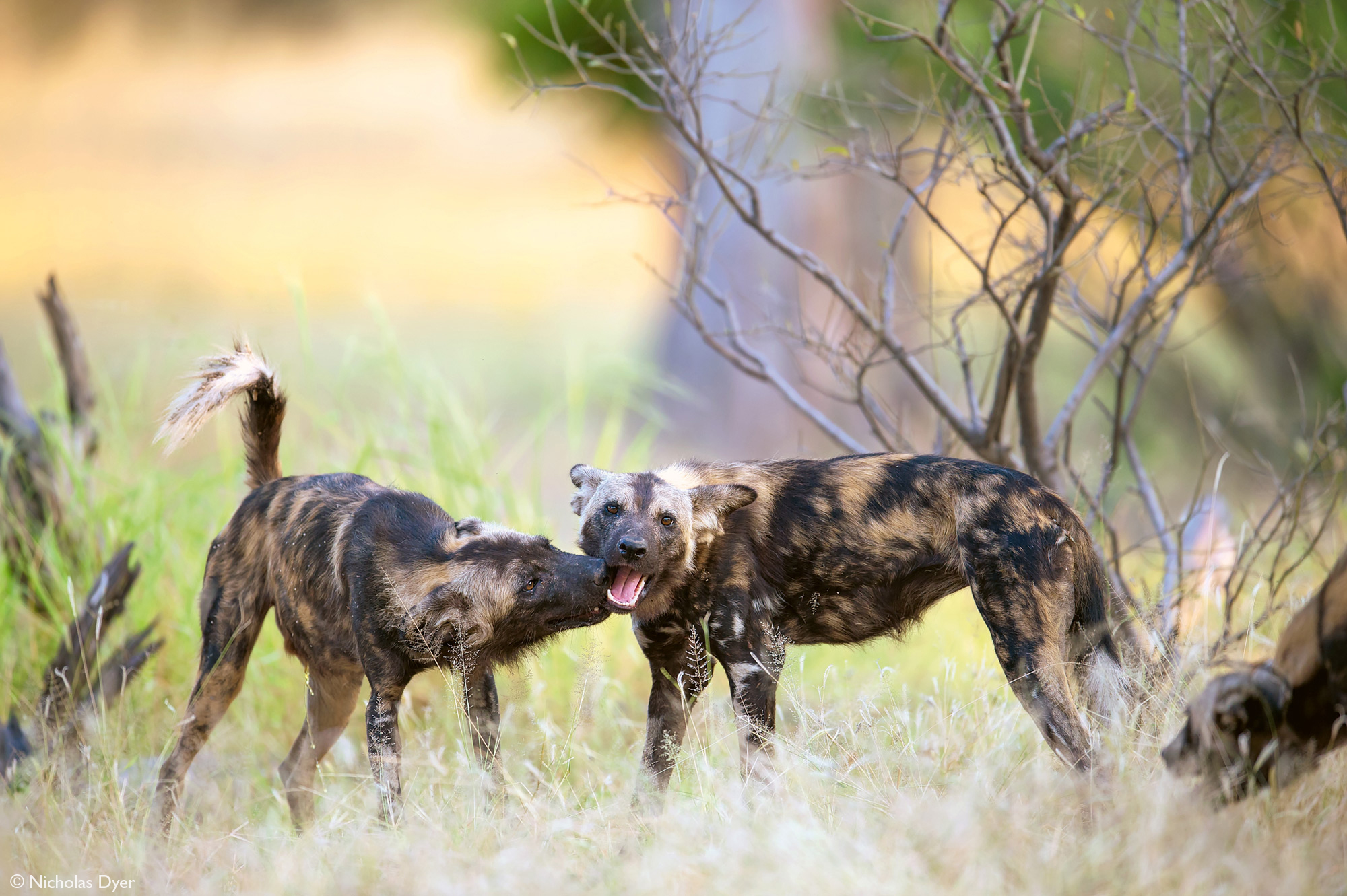 Two painted wolves, African wild dogs, in Mana Pools National Park, Zimbabwe