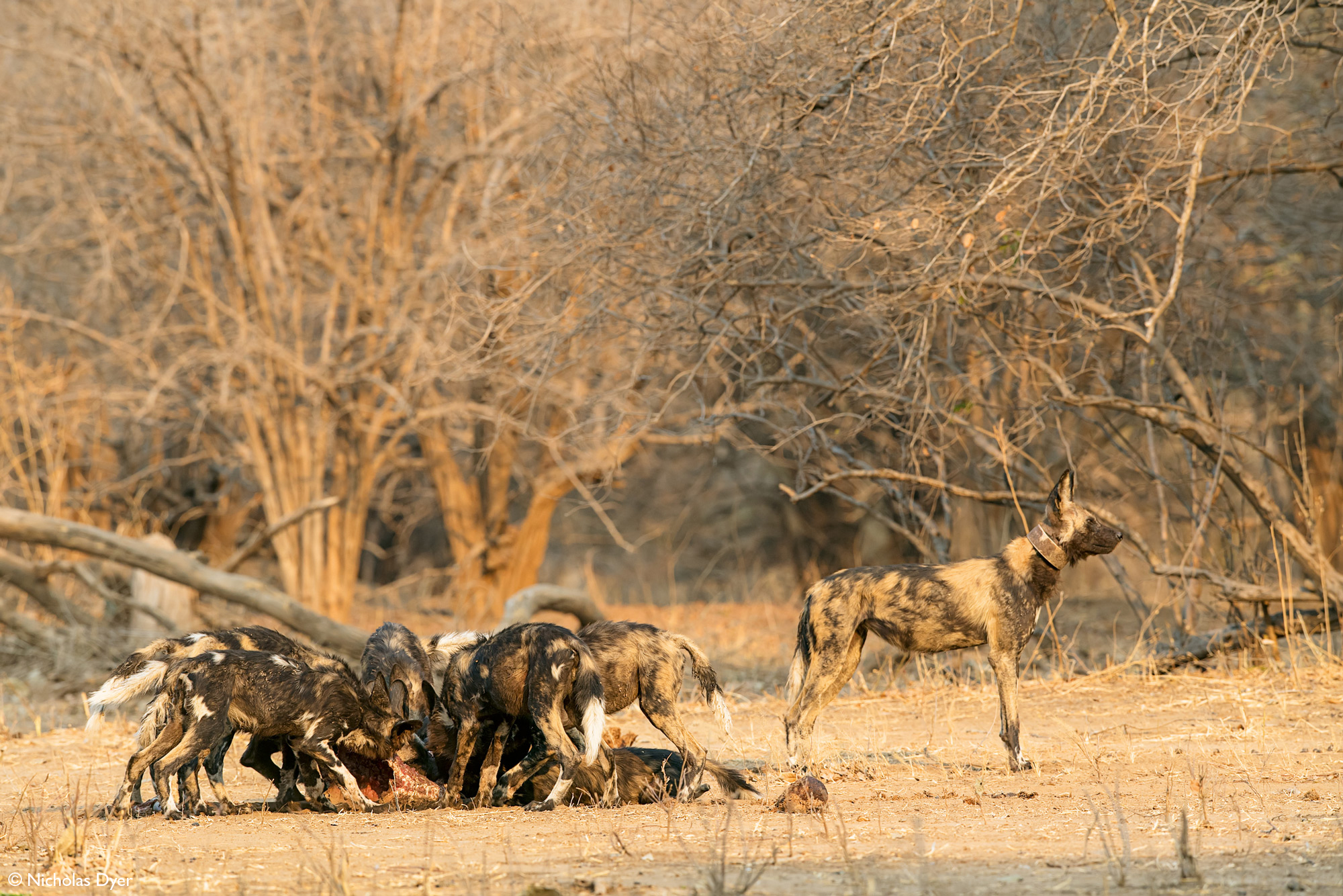 Painted wolves, African wild dogs, eating in Mana Pools National Park, Zimbabwe