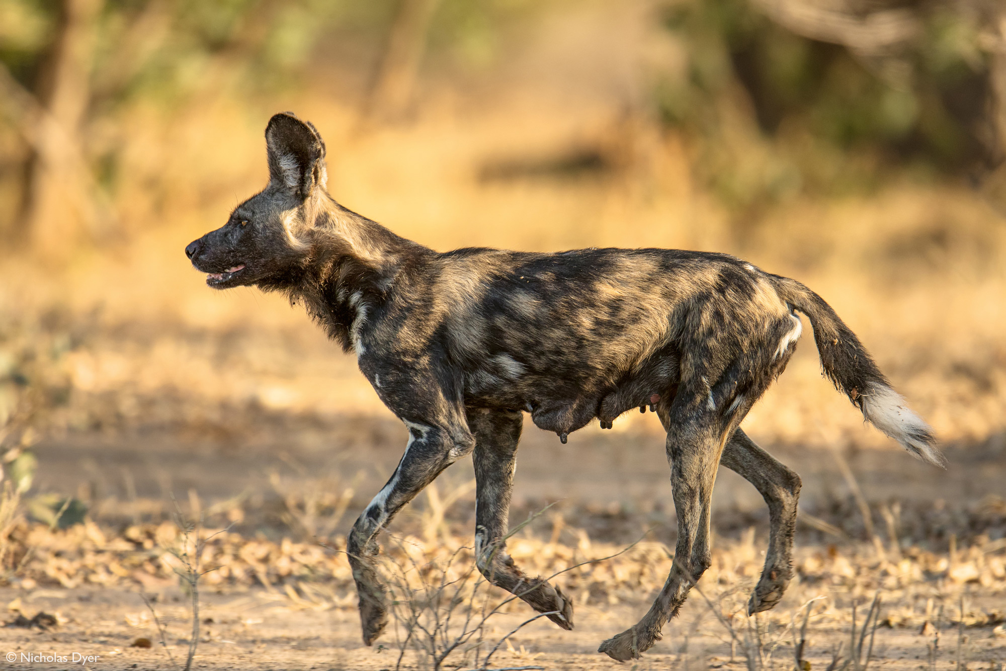 Painted wolf, African wild dog, Blacktip in Mana Pools National Park, Zimbabwe